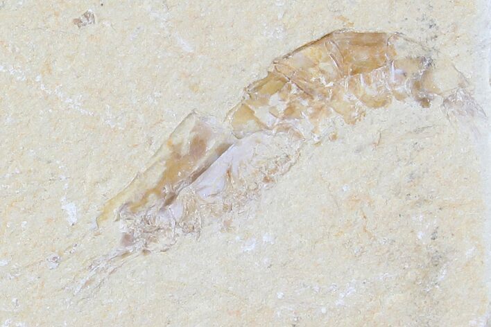 Cretaceous Fossil Shrimp - Lebanon #123860